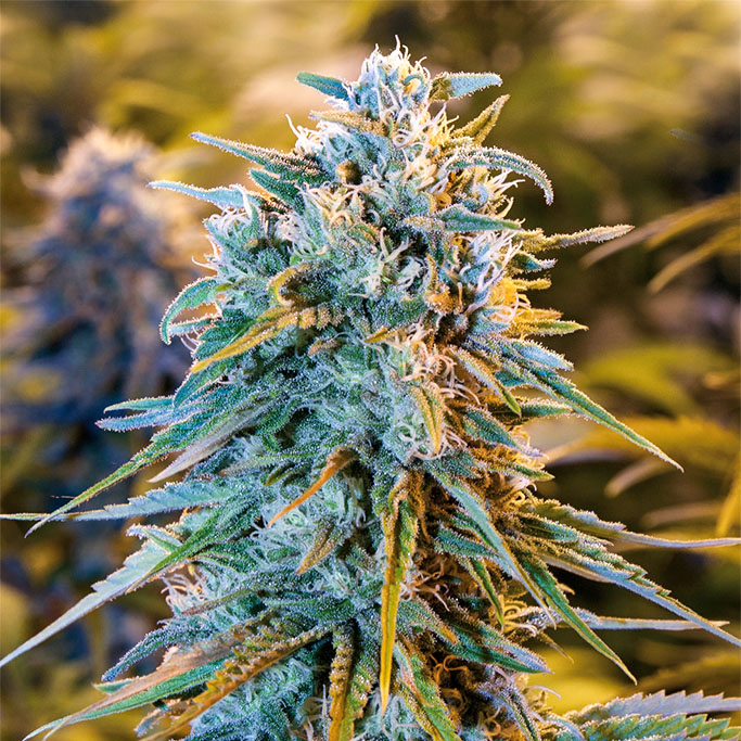 SEA OF GREEN - HUMBOLDT SEEDS
