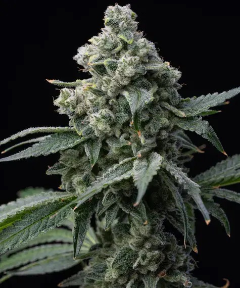 SEA OF GREEN - BARNEYS FARM