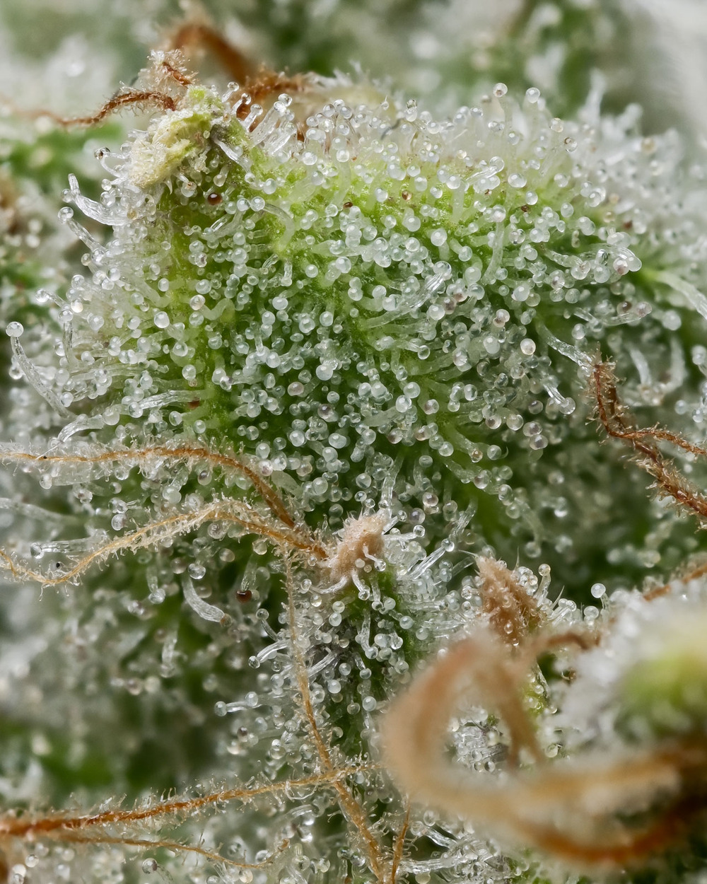 SEA OF GREEN - BRUCE BANNER