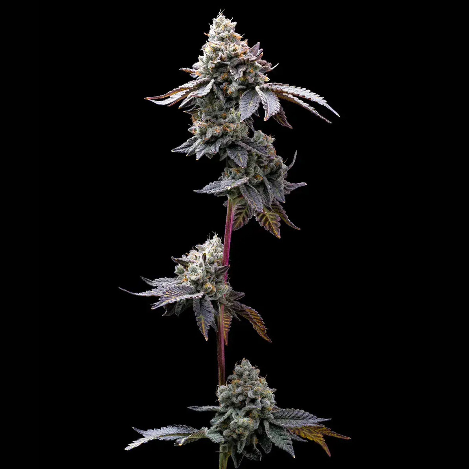 SEA OF GREEN - BARNEYS FARM