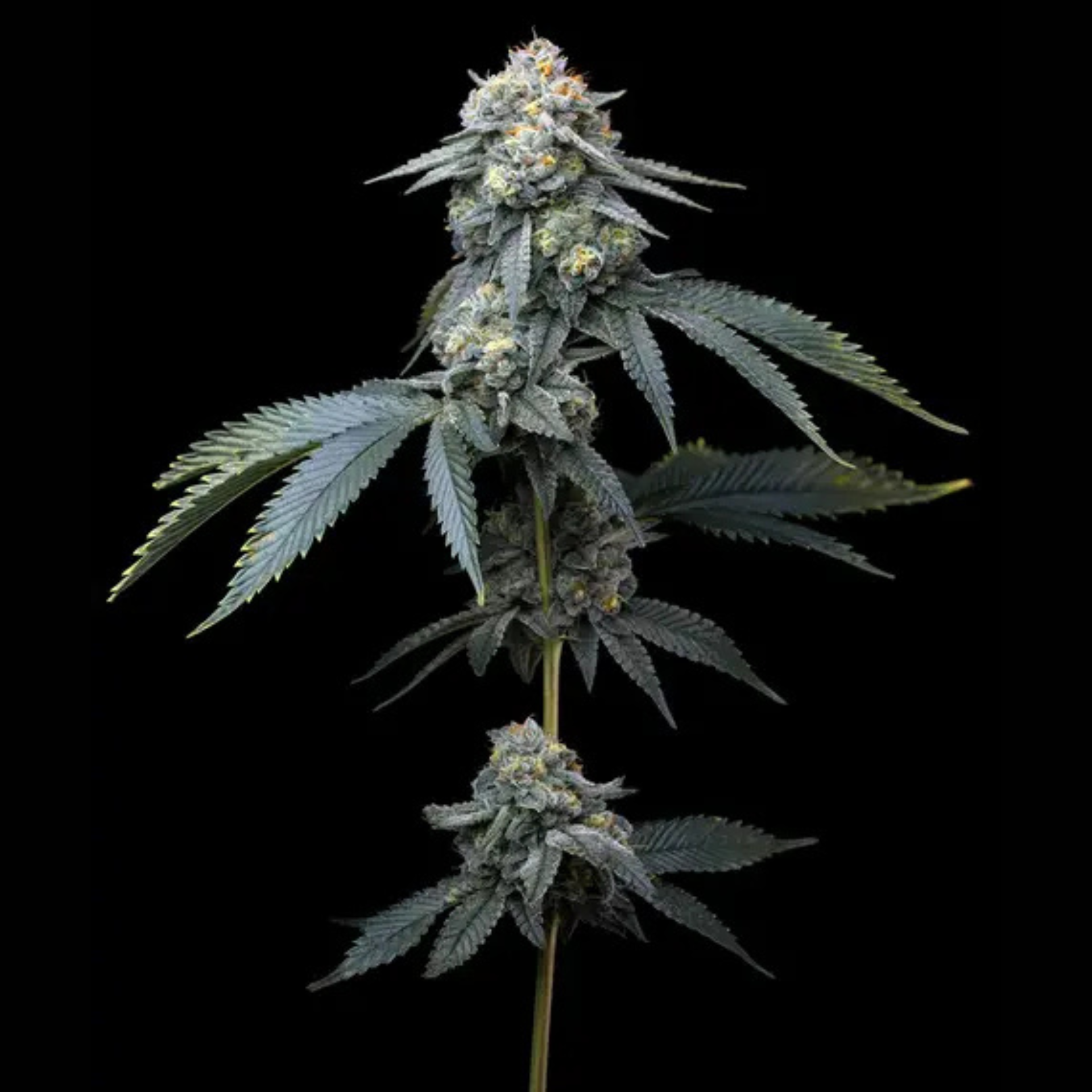 SEA OF GREEN - BARNEYS FARM