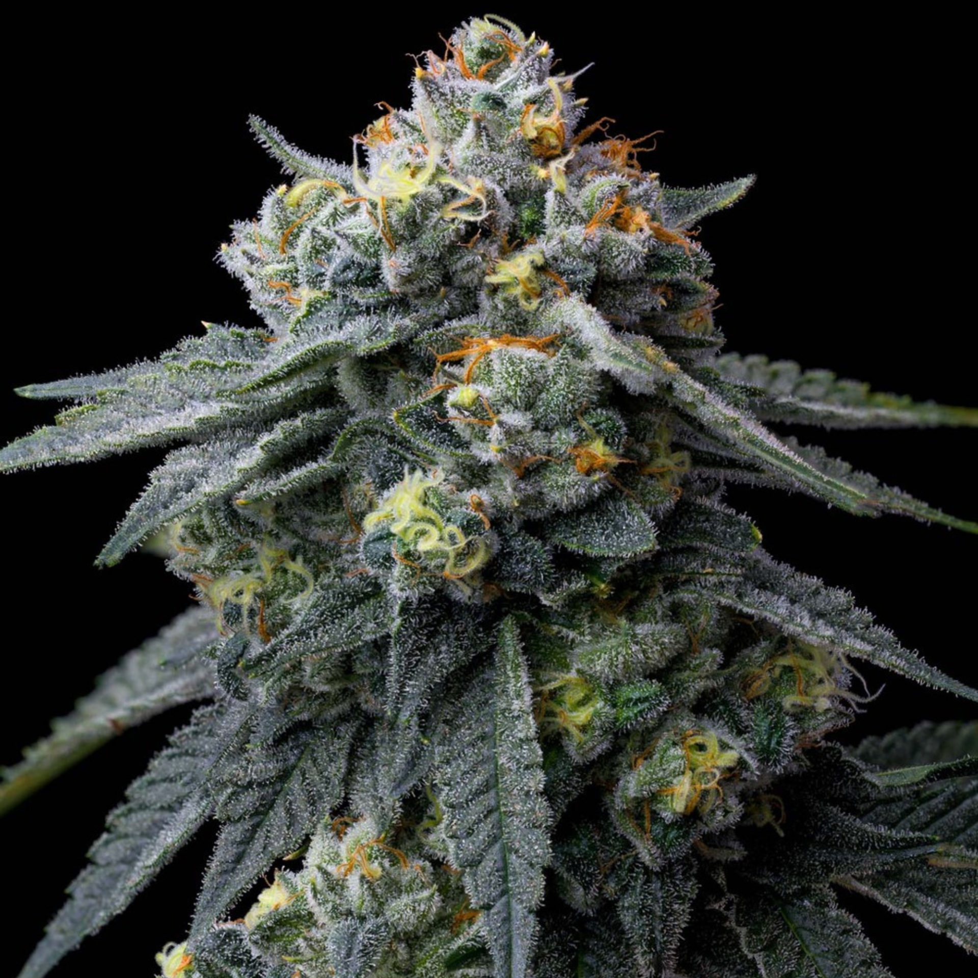 SEA OF GREEN - BARNEYS FARM