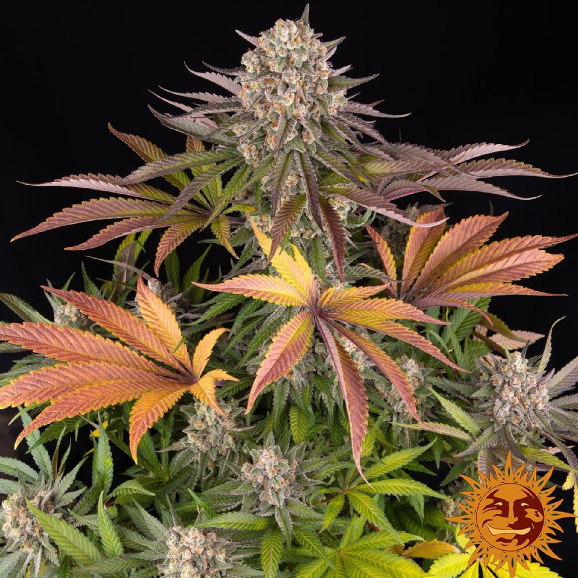 SEA OF GREEN - BARNEYS FARM