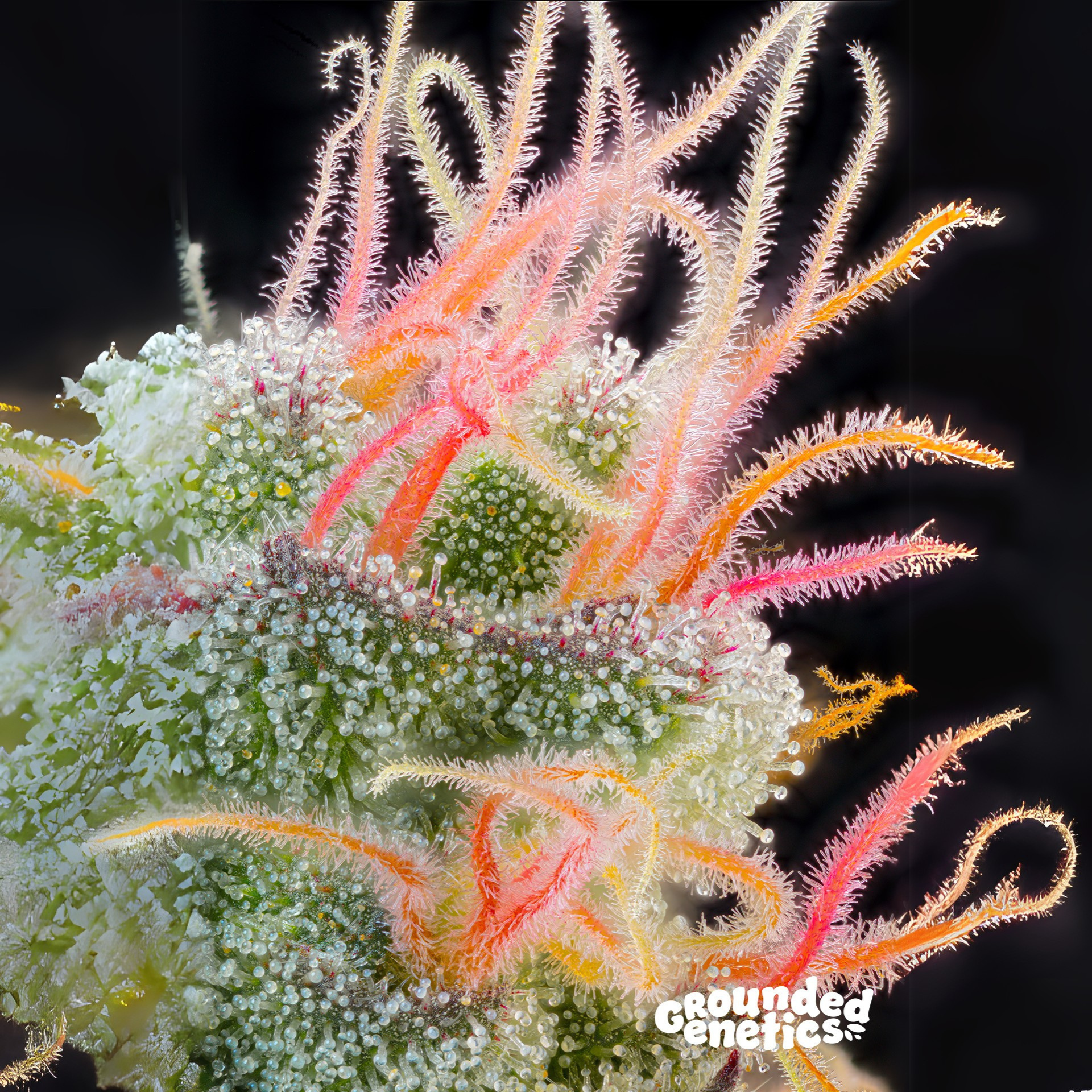 SEA OF GREEN - GROUNDED GENETICS