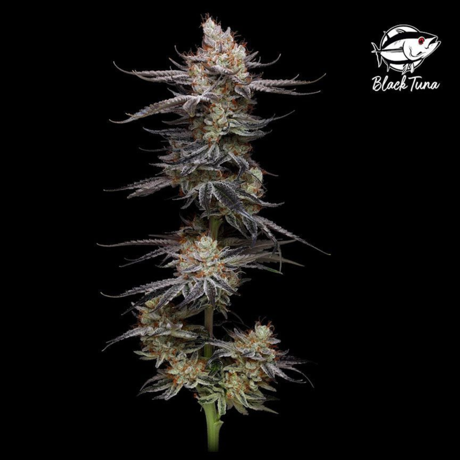 SEA OF GREEN - BLACK TUNA SEEDS