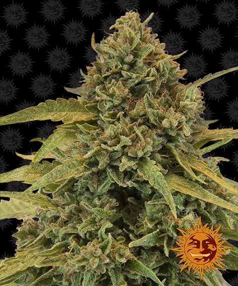 BAD AZZ KUSH - 3 Samen