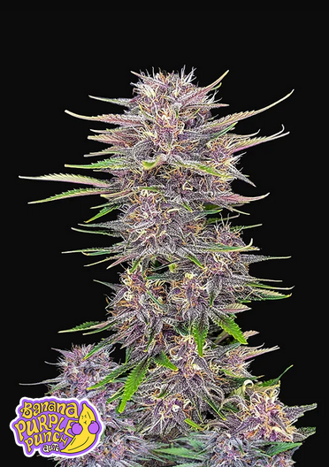 BANANA PURPLE PUNCH AUTO - 3 Samen