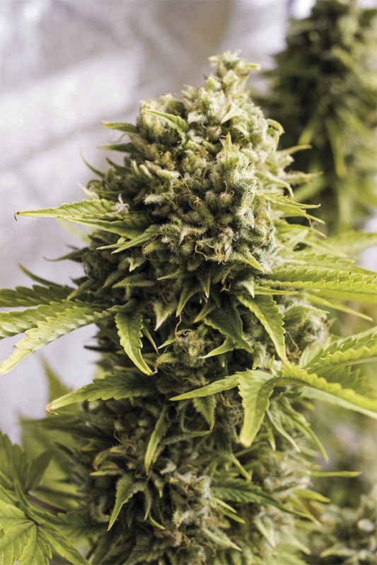 BUBBA CHEESE AUTO - 3 Samen