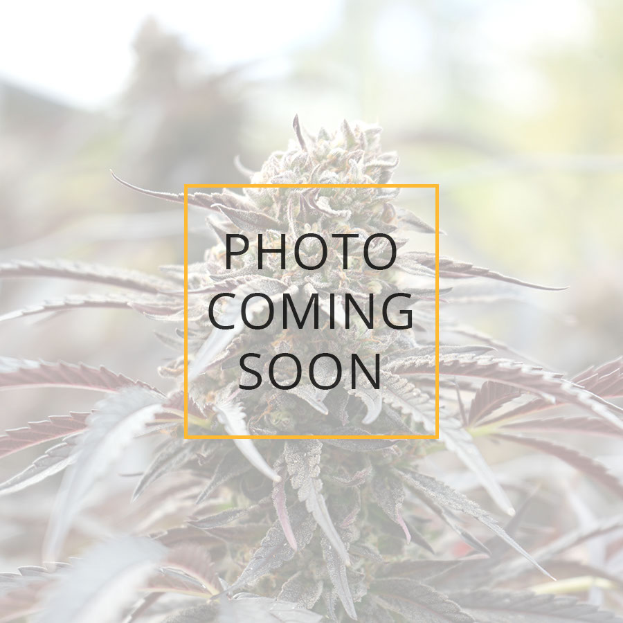 CINNAMON BUDDHA OG - 3 Samen