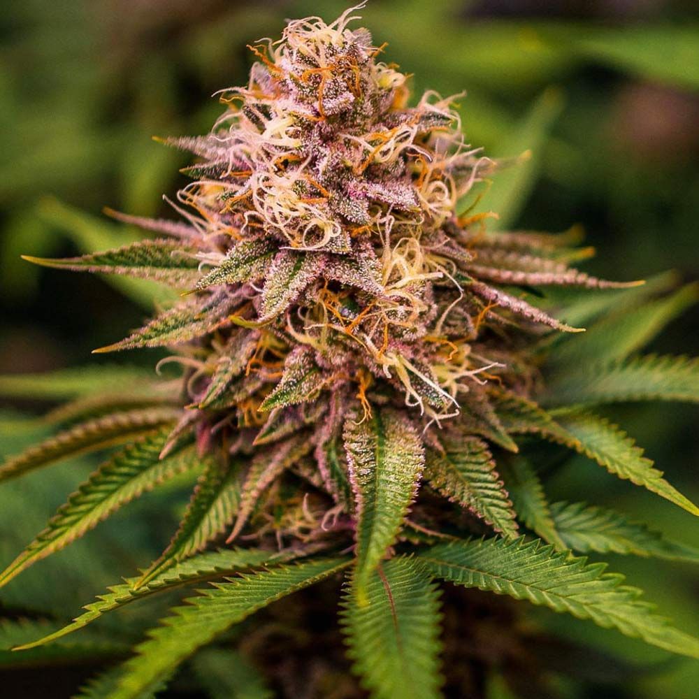 CONSCIOUS KUSH V3