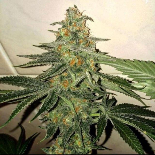 FORBBIDEN FRUIT CAKE