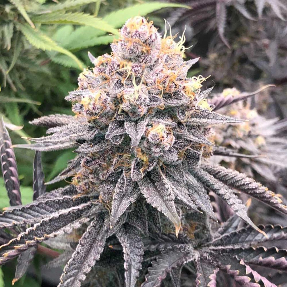 SEA OF GREEN - THE PURE PLUG