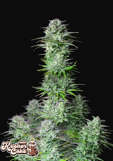 KOSHER CAKE AUTO - 3 Samen