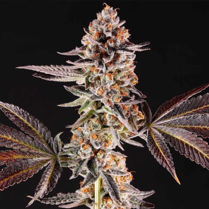 SEA OF GREEN - COMPOUND GENETICS
