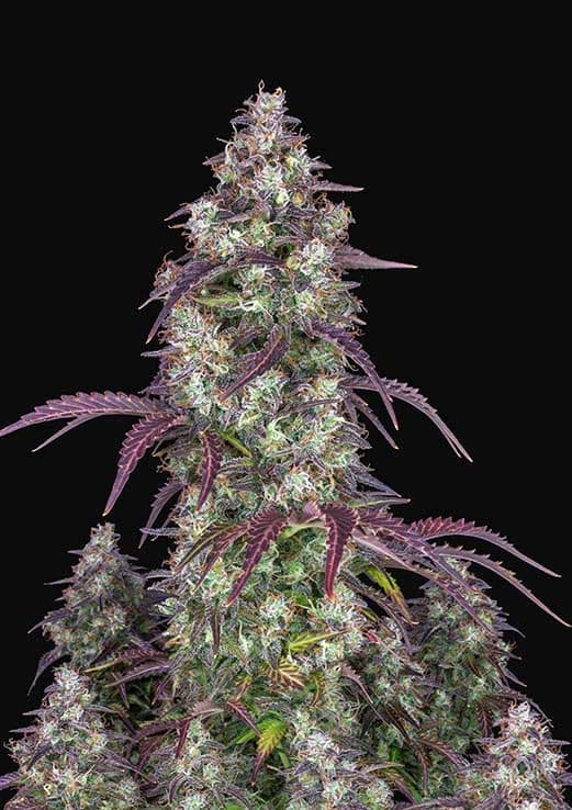 LEMON PIE AUTO - 3 Samen