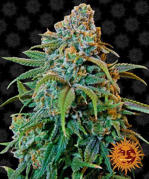 LIBERTY HAZE - 3 Samen