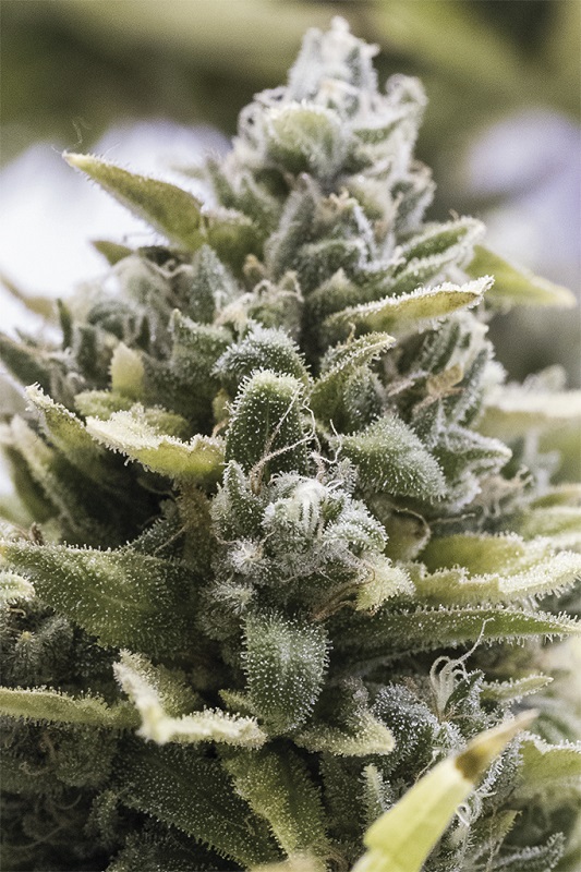 OG KUSH AUTO - 3 Samen