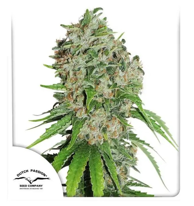 OUTLAW AMNESIA - 5 Samen