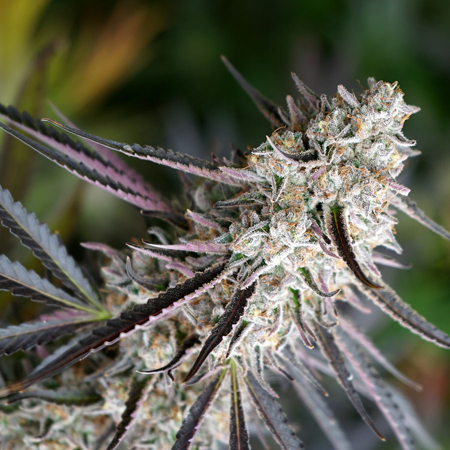 PEANUT BUTTER BREATH FAST FLOWER - 3 Samen