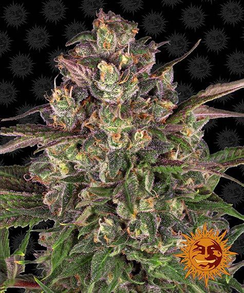 PEYOTE CRITICAL - 3 Samen