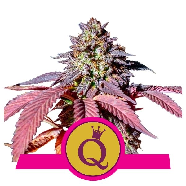 PURPLE QUEEN - 3 Samen