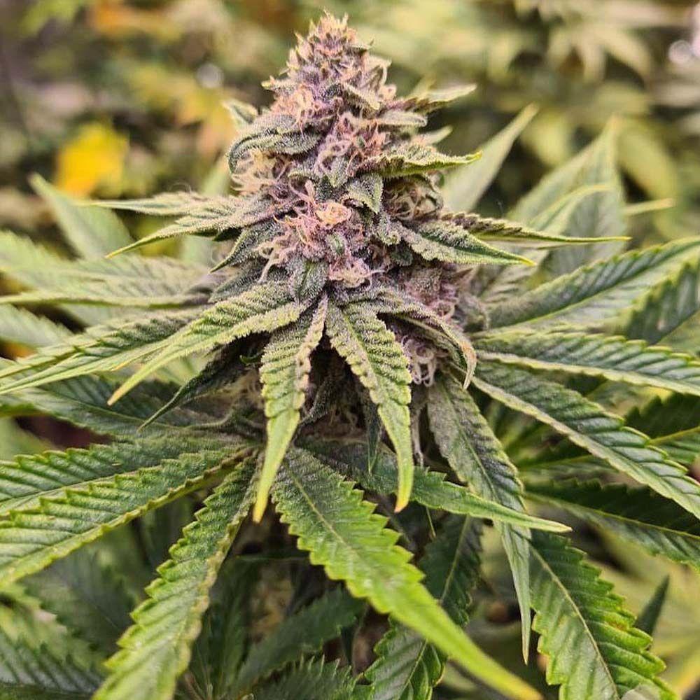 SOUR MCKUNTZ