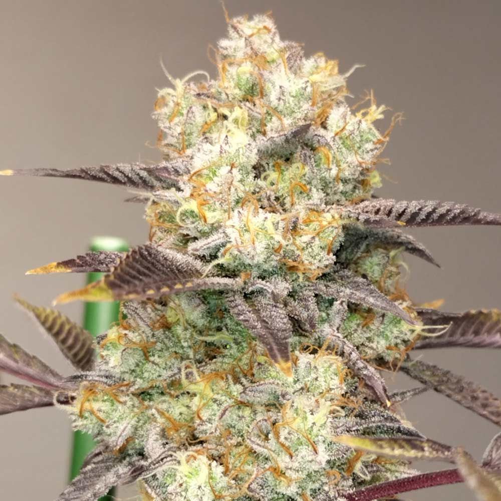 SEA OF GREEN - VITAMINE Z