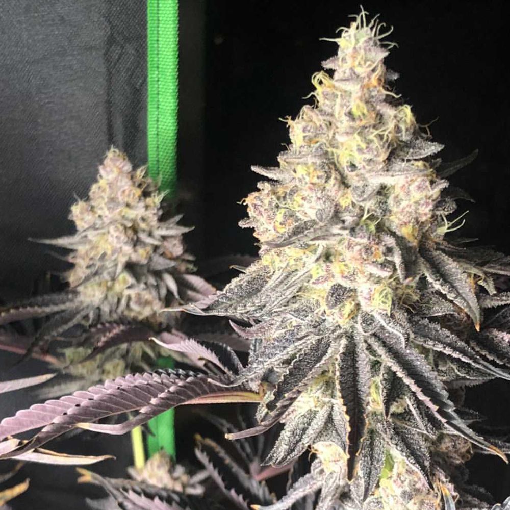 SEA OF GREEN - THE PURE PLUG