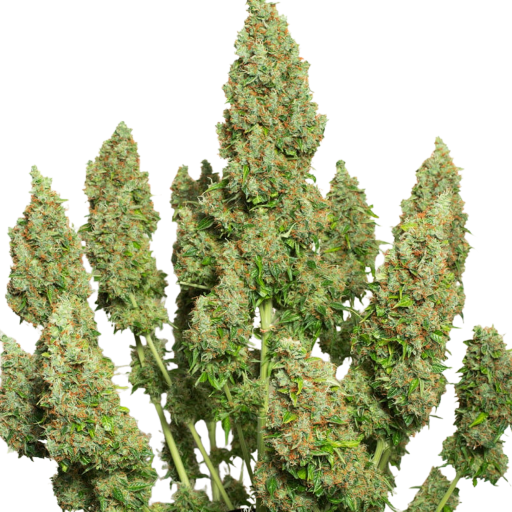 AUTO MAZAR - 3 Samen