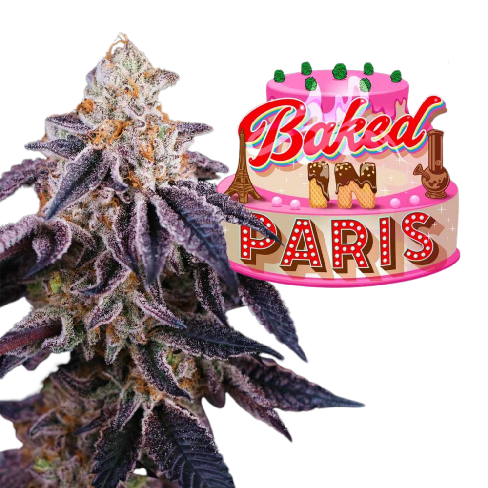 SEA OF GREEN - PERFECT TREE