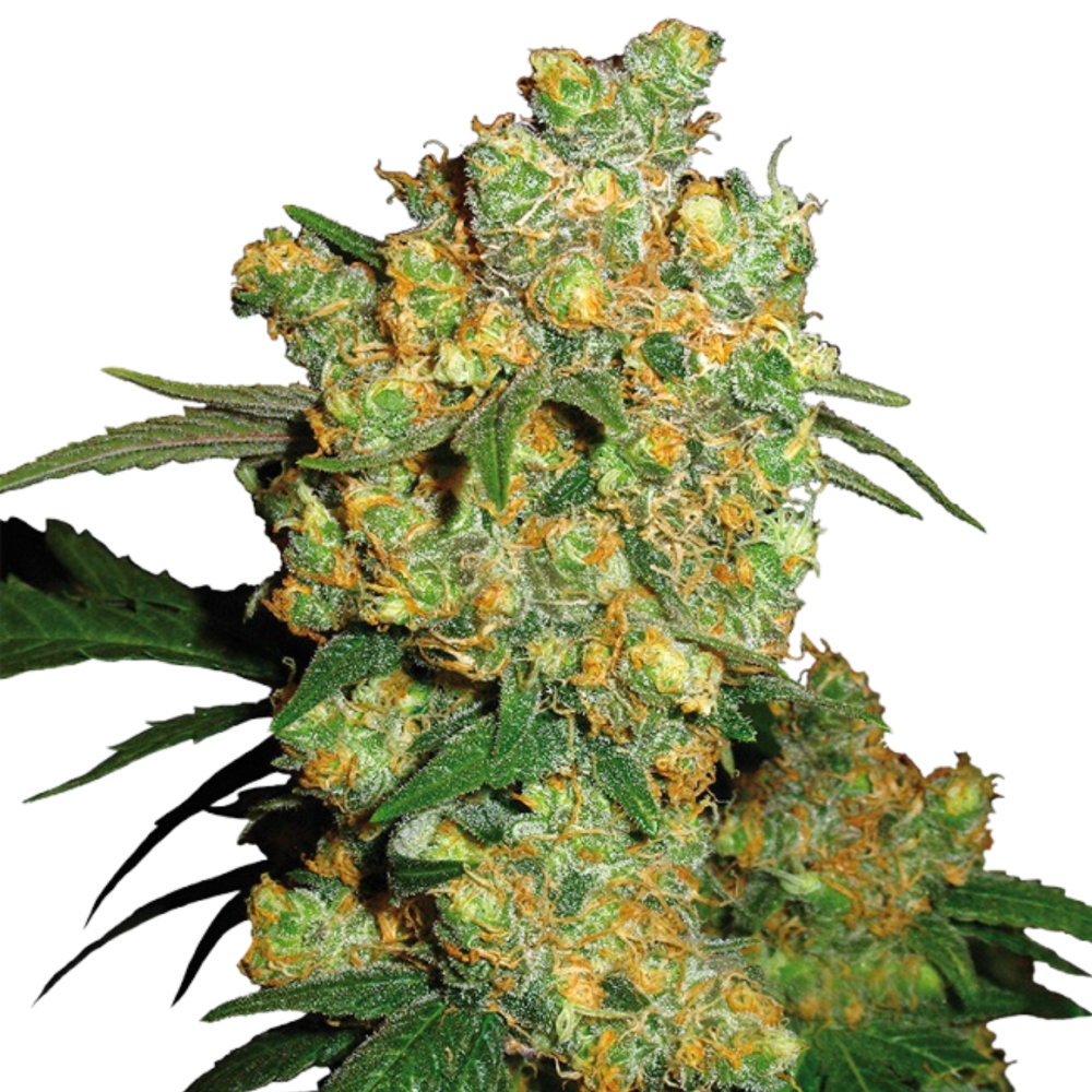 SEA OF GREEN - SENSI SEEDS