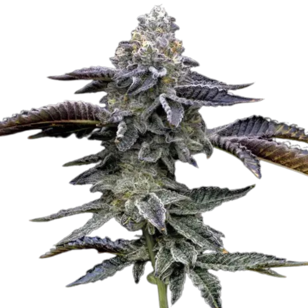 SEA OF GREEN - BARNEYS FARM