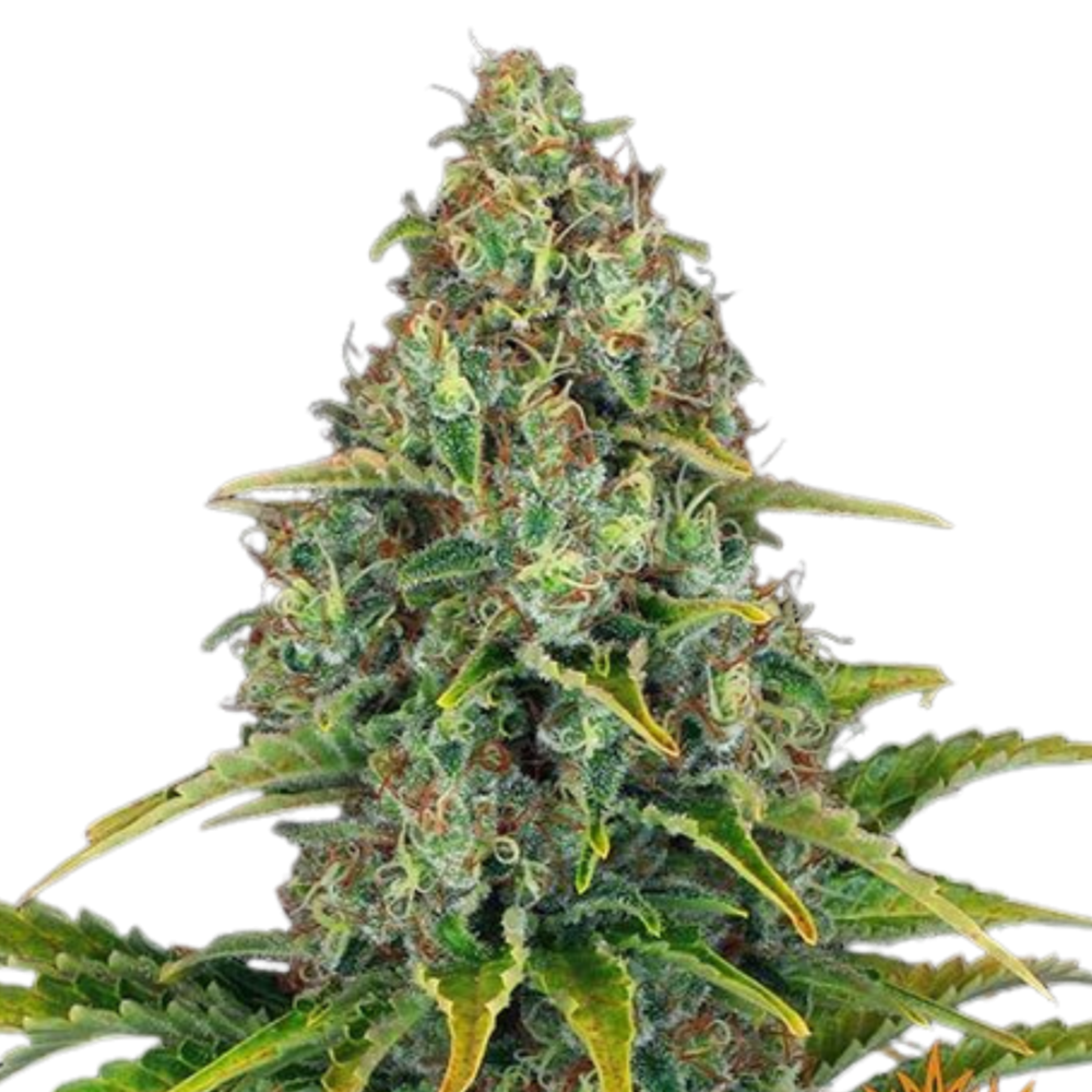 SEA OF GREEN - BARNEYS FARM