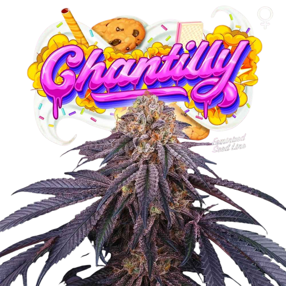 SEA OF GREEN - PERFECT TREE