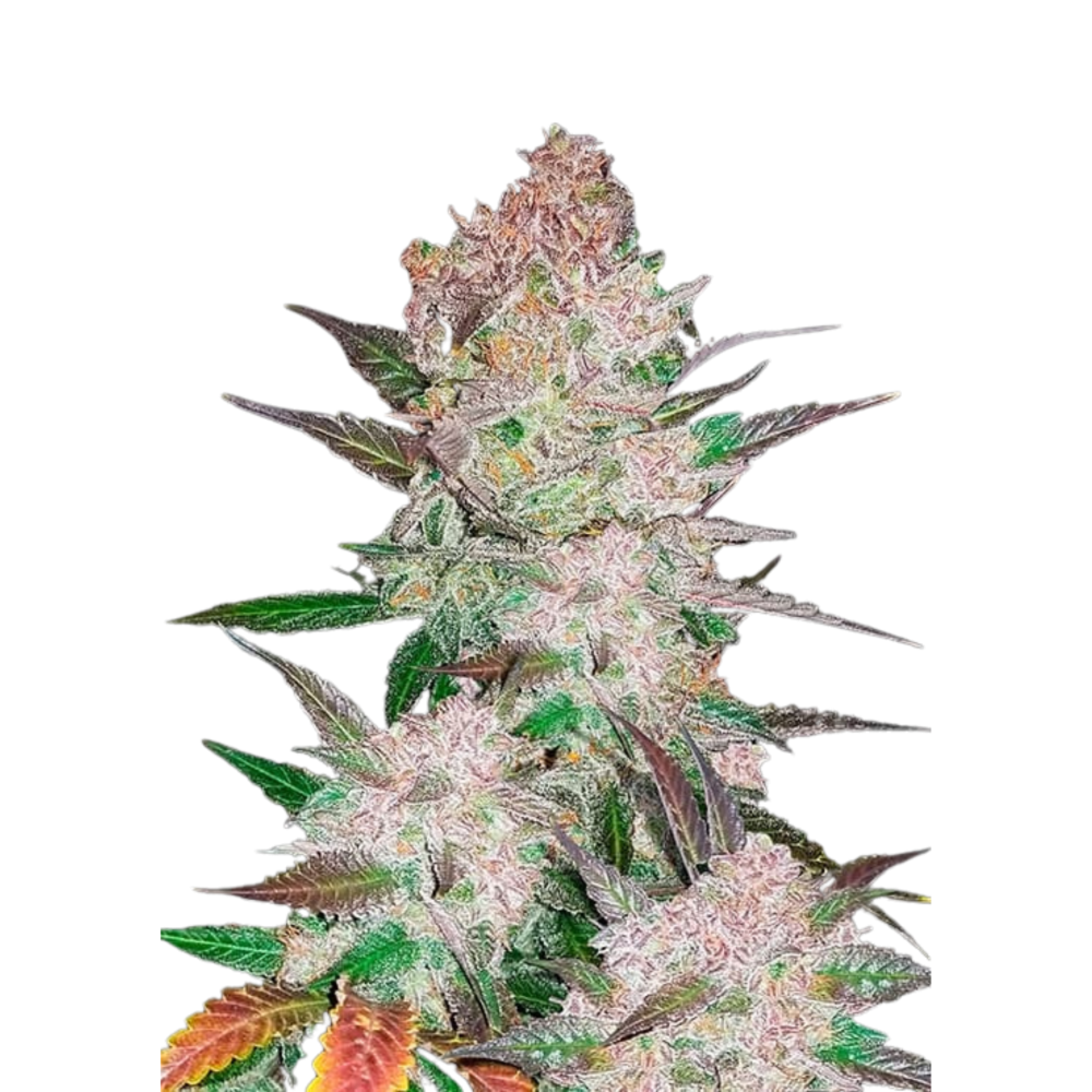 CREAM COOKIES AUTO - 3 Samen