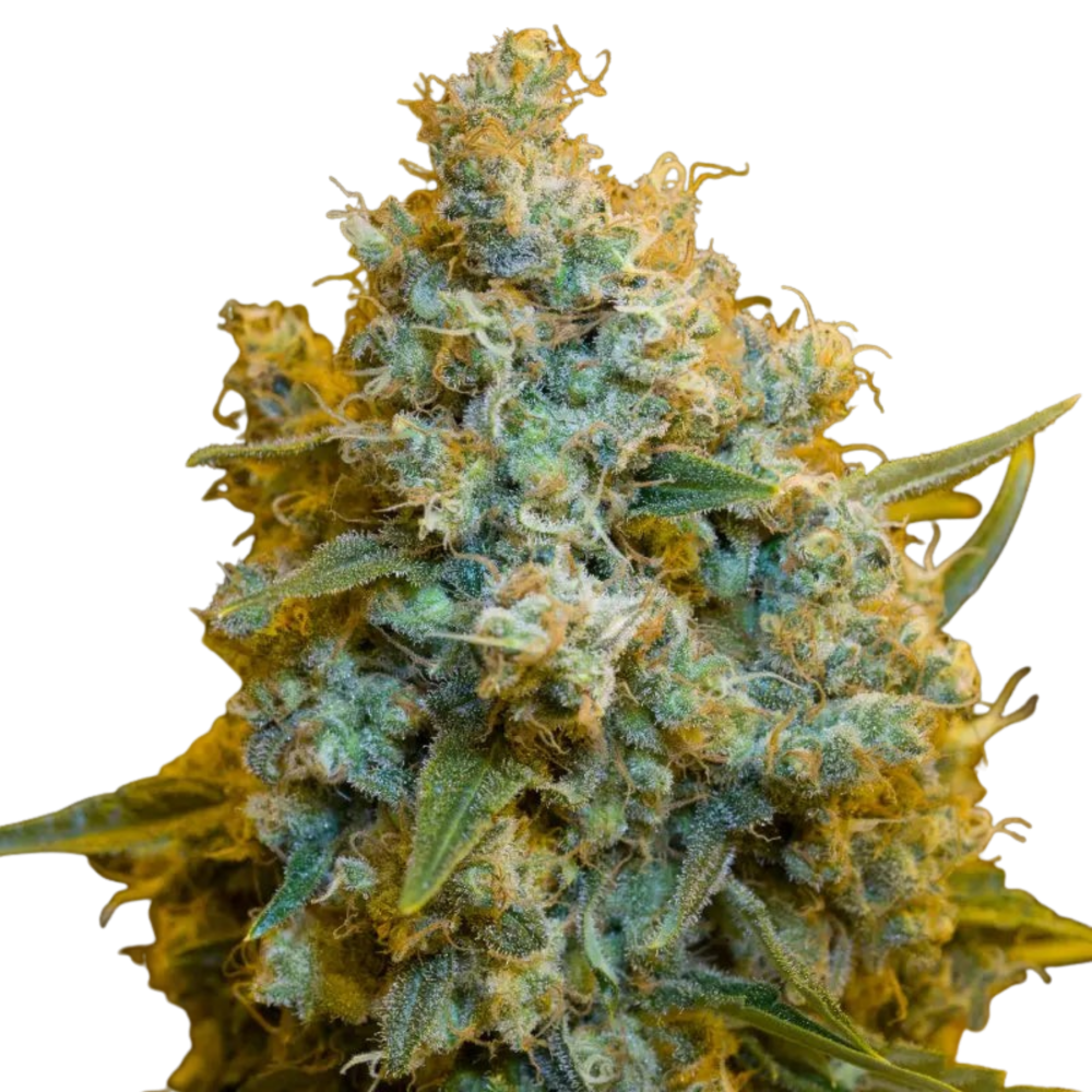 SEA OF GREEN - SILENT SEEDS