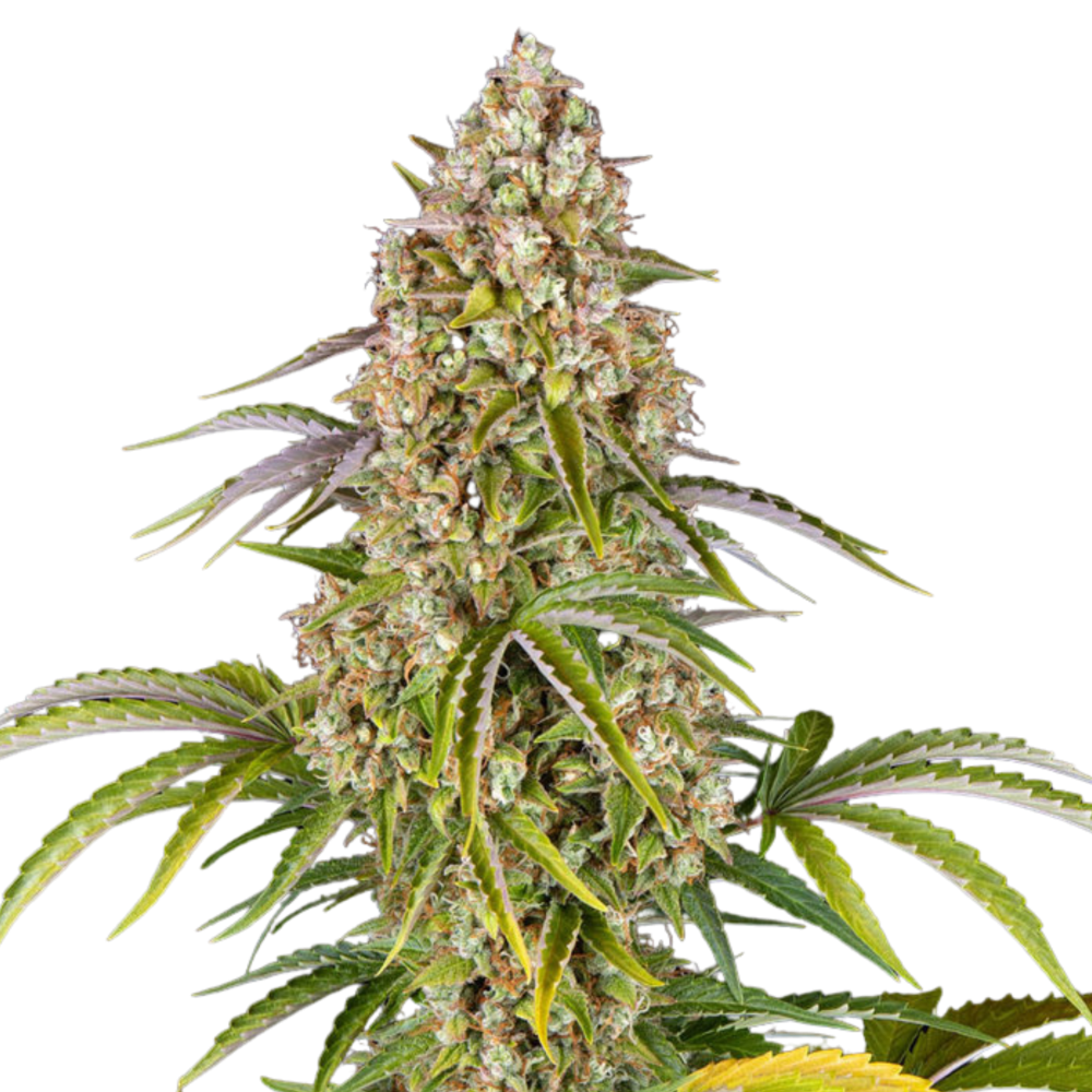 CRITICAL KUSH AUTO - 5 Samen