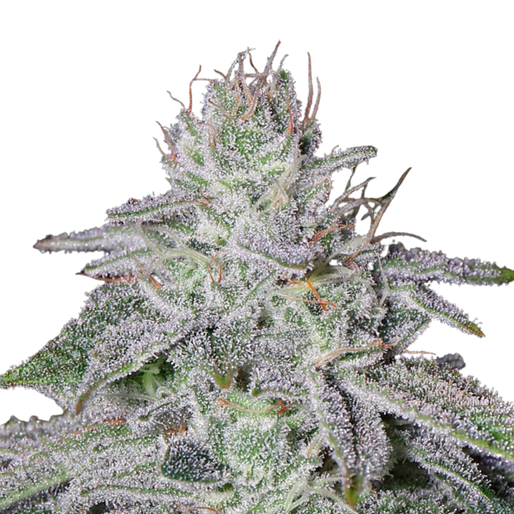 FRANCO'S LEMON CHEESE - 3 Samen