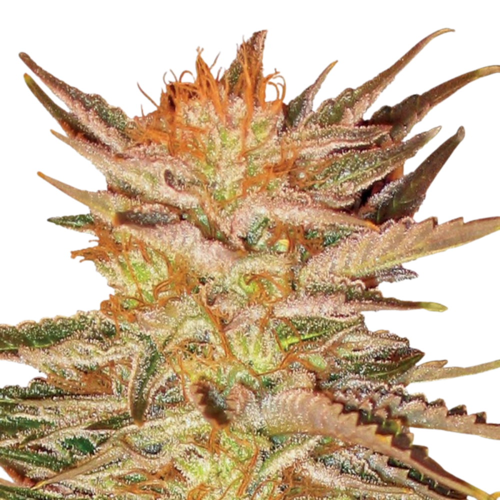 SEA OF GREEN - PARADISE SEEDS