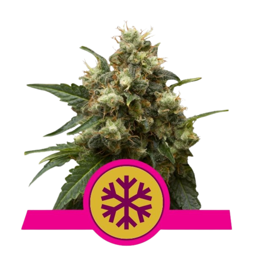 SEA OF GREEN - ROYAL QUEEN SEEDS