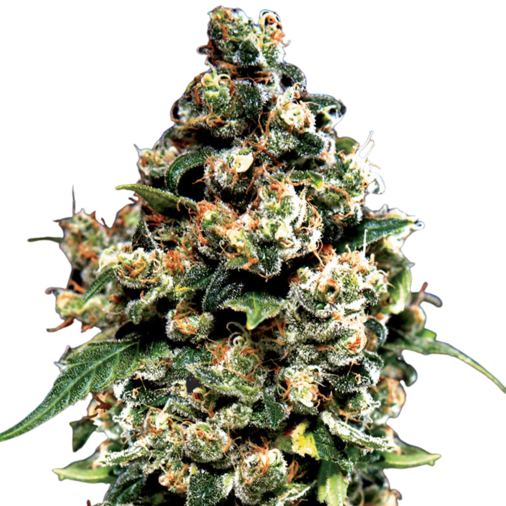JACK HERER - 3 Samen