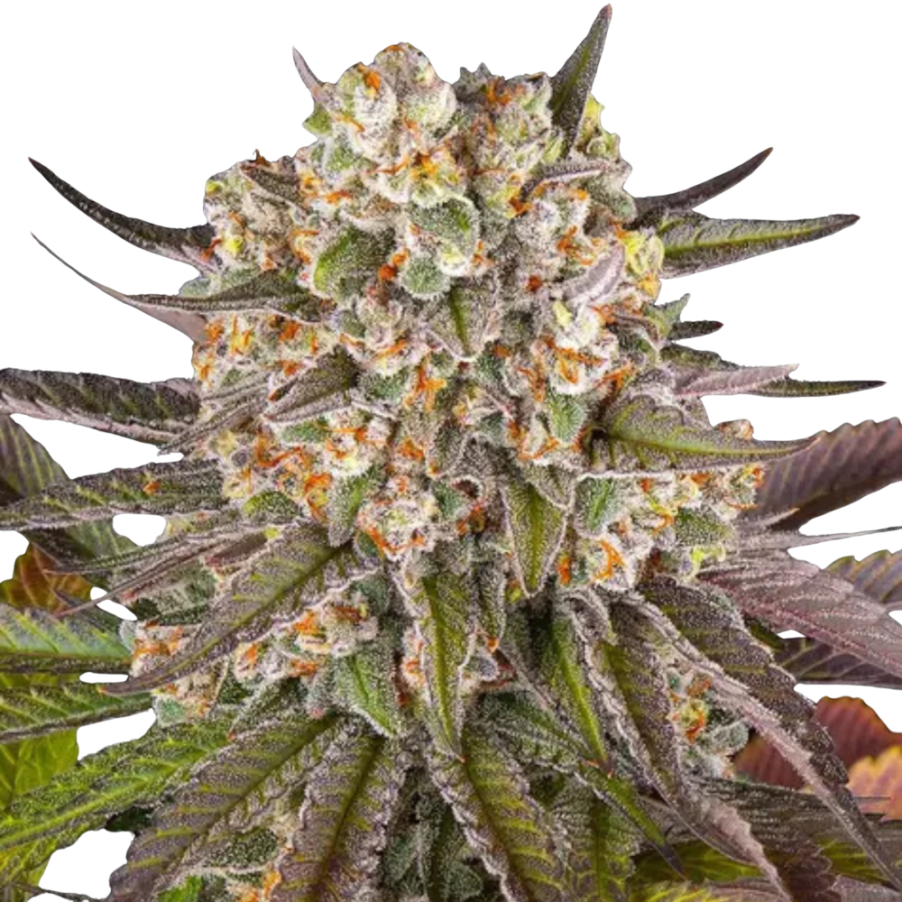 SEA OF GREEN - BARNEYS FARM