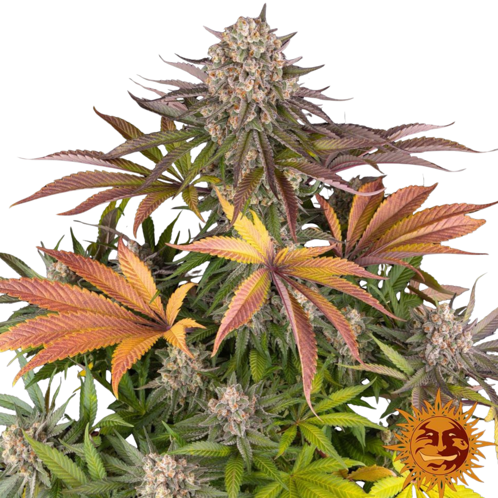 SEA OF GREEN - BARNEYS FARM