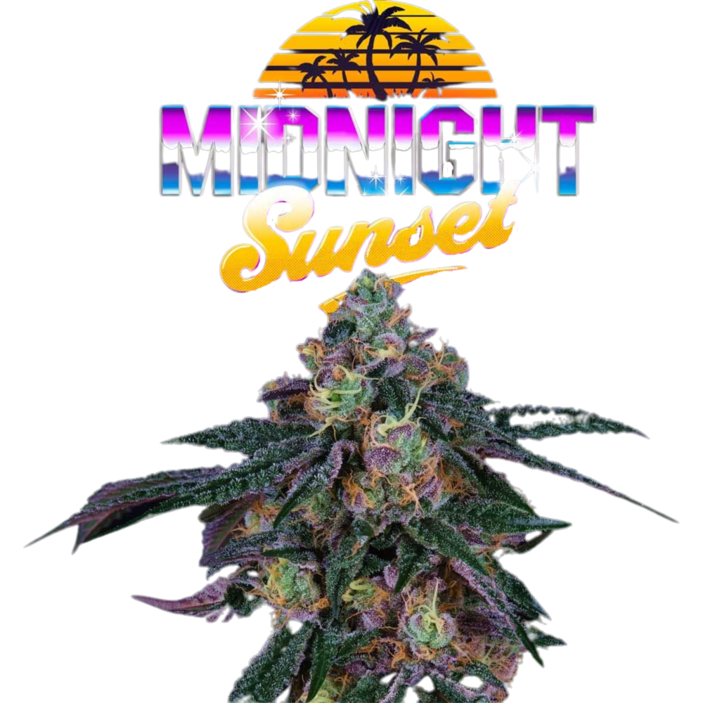 SEA OF GREEN - PERFECT TREE