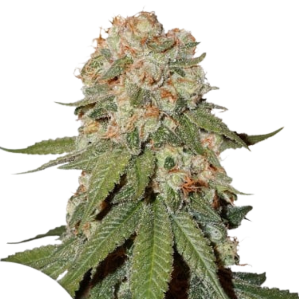 SEA OF GREEN - DUTCH PASSION