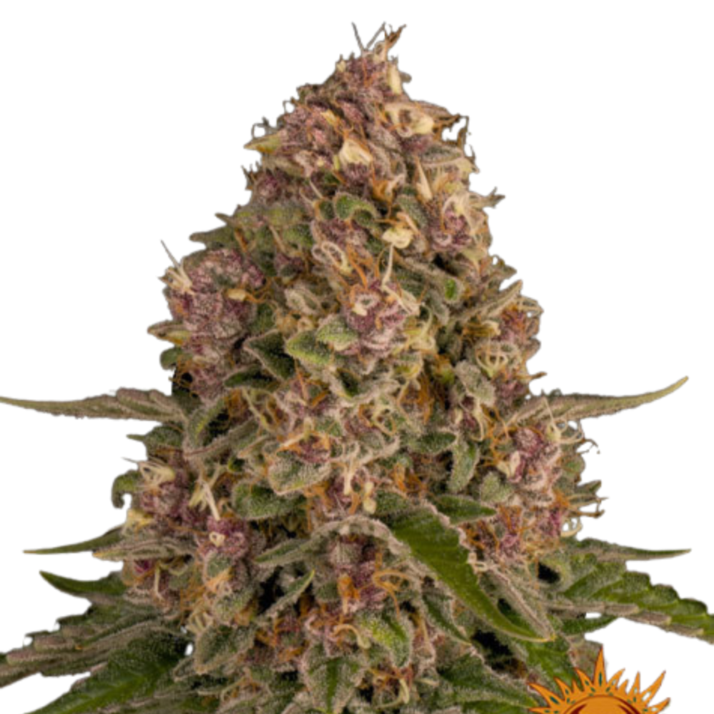 PINK KUSH - 3 Samen