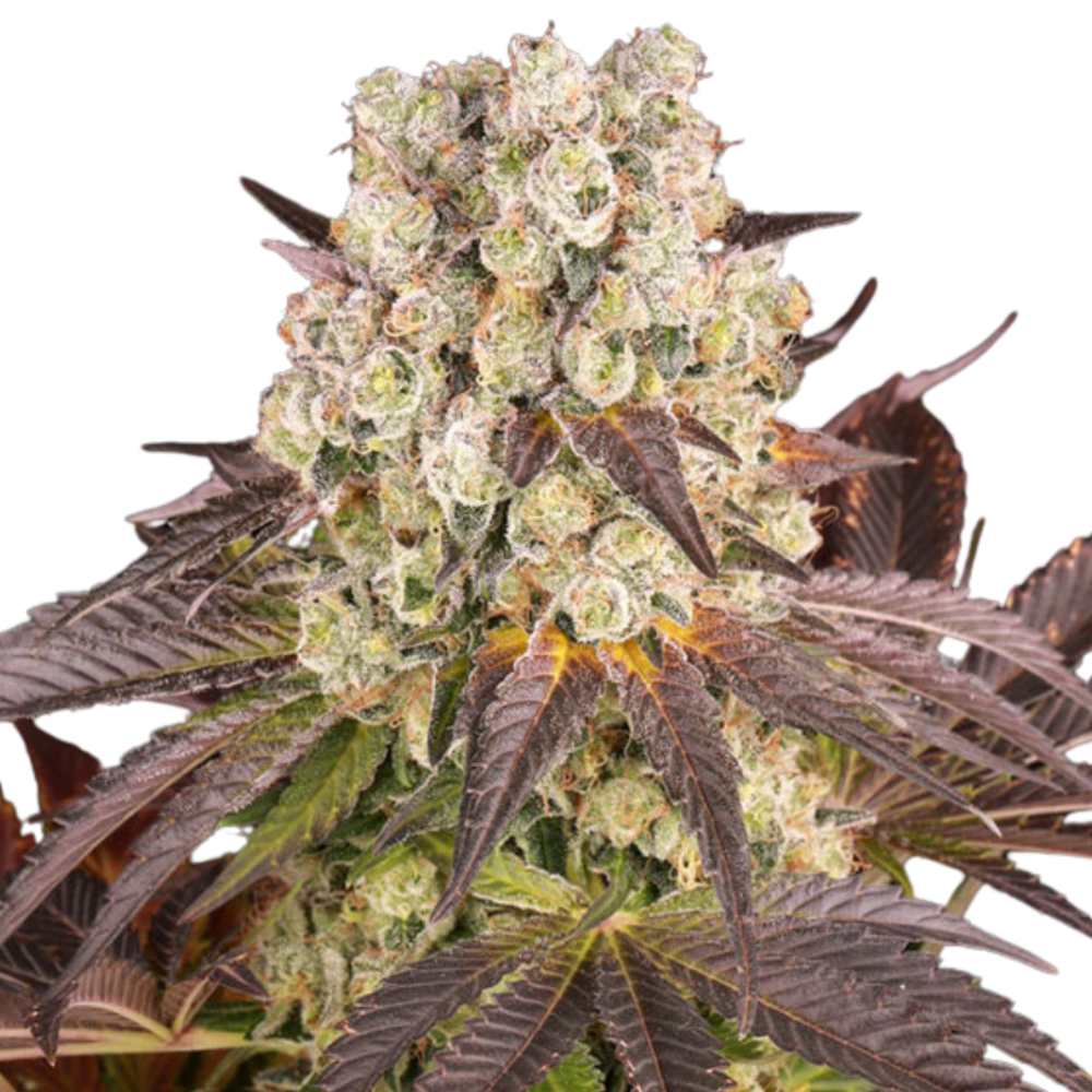 SEA OF GREEN - BARNEYS FARM