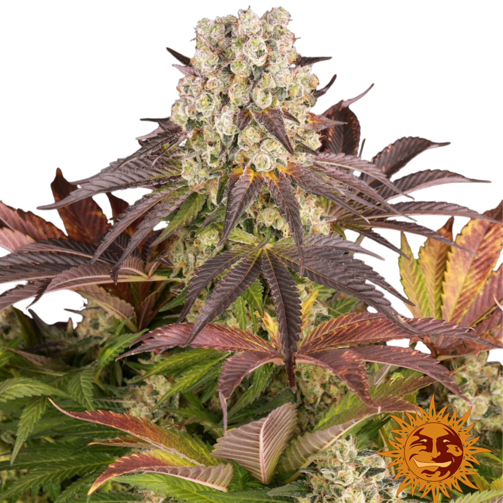 SEA OF GREEN - BARNEYS FARM