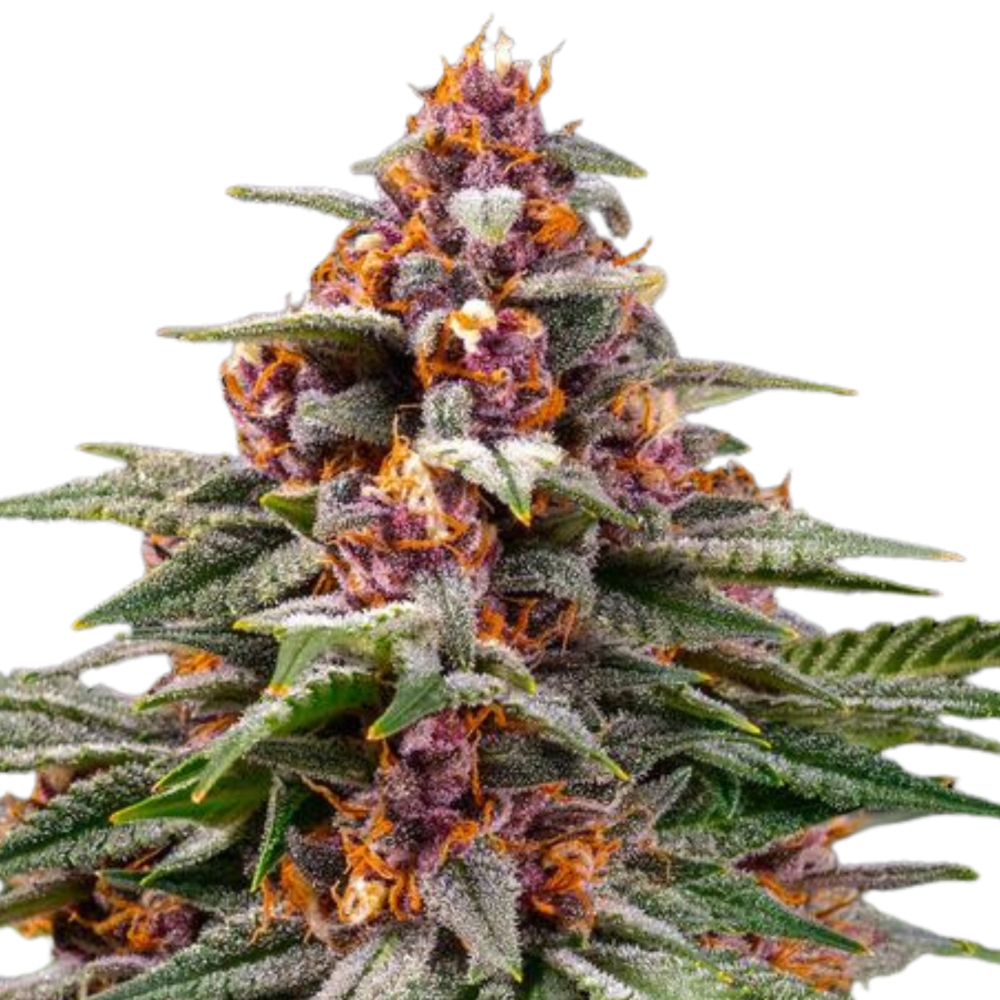 SEA OF GREEN - BARNEYS FARM