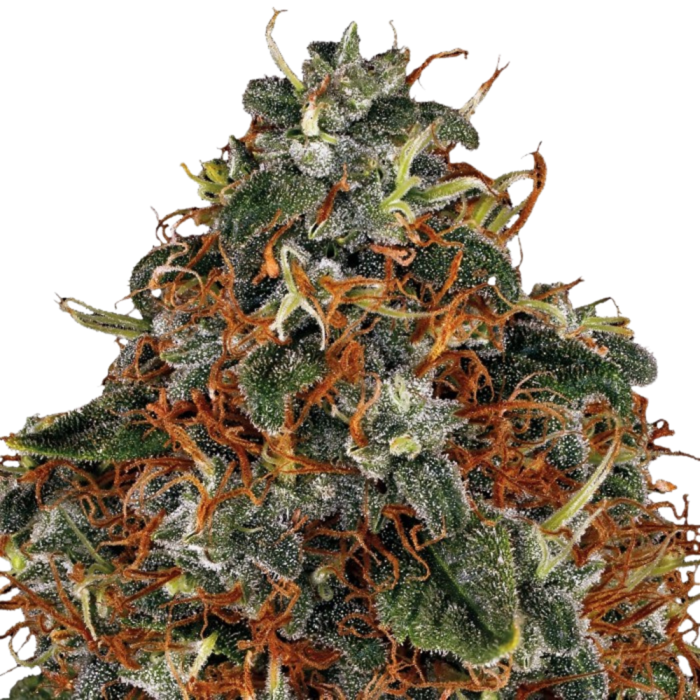 SEA OF GREEN - PARADISE SEEDS